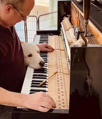 Hond legt hoofd op toetsen tijdens het pianostemmen.