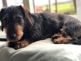 Onze teckel Slim